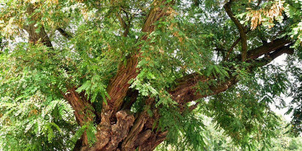 Uralte Robinie im Schlosshof Strehla Sachsen