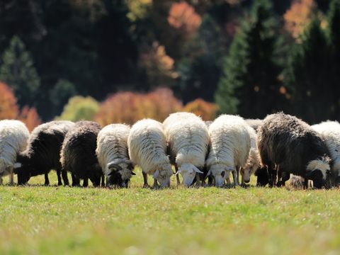 Schafe auf der Weide