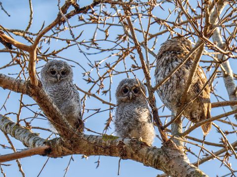 Waldkauzfamilie im Volkspark Friedrichshain