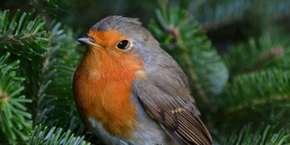 Ein bunter Vogel