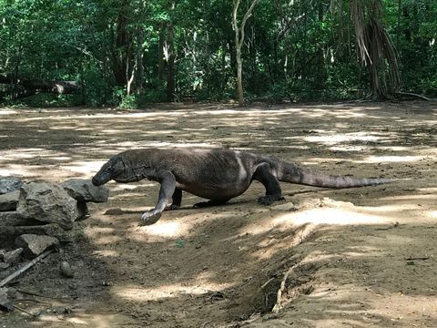 Ein Komodowaran