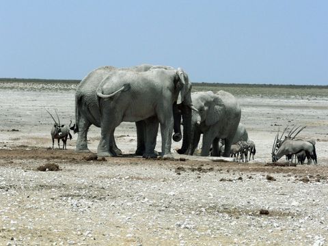 Elefanten in freier Wildbahn