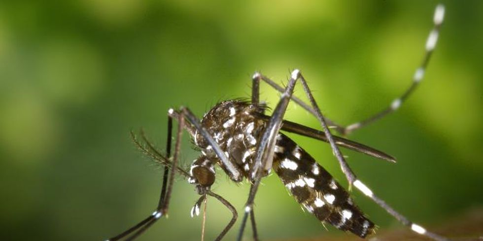 Aedes Albopictus