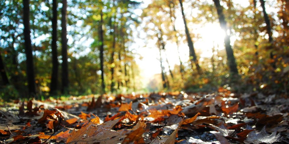 feuchtes Laub auf einem Waldweg