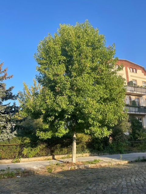 Bildvergrößerung: Uhlandstraße in Wilhelmsruh / Pankow, Amberbaum (Liquidambar styraciflua), gepflanzt: Frühjahr 2014