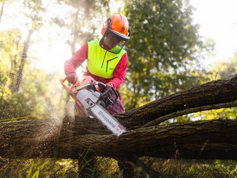 Auszubildende der Berliner Forsten beim Sägen eines Baumes.