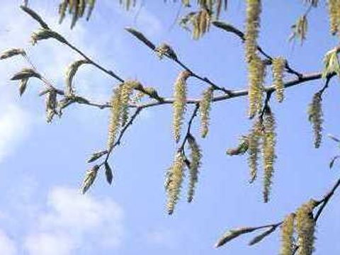 Hainbuche - Blüten einer Hainbuche