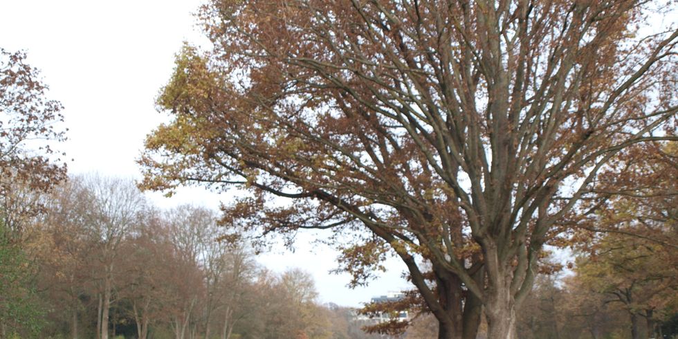 Volkspark Hasenheide in Neukölln - Blick über Wiese