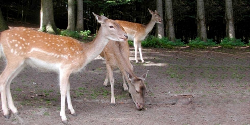 buehne_Drei Rehe im Wald 