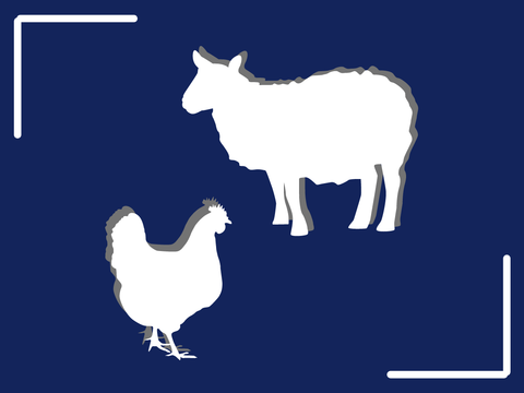 Huhn und Schaf