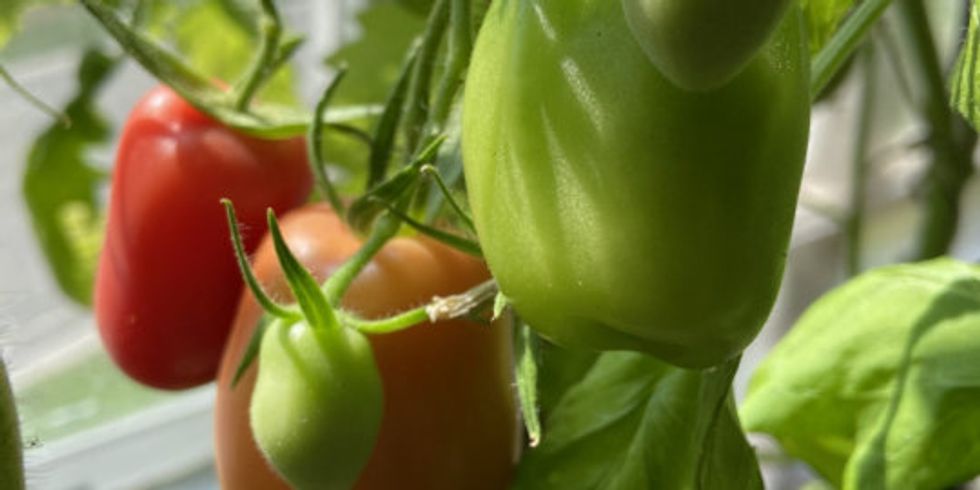 3 Tomaten hängen an einer Rispe in einem Gewächshaus. 1 Davon ist bereits rot. Die anderen sind noch nicht reif.