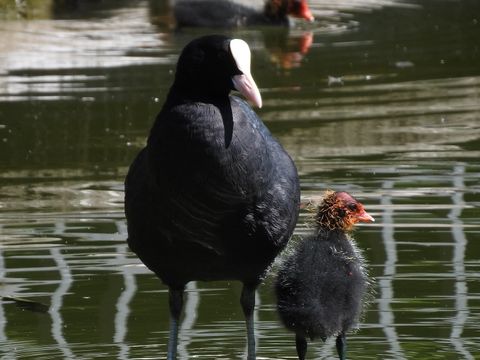 Ein Blesshuhn mit seinem Jungtier im Großen Teich im Vorlkspark Friedrichshain