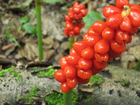 Fruchtstab des Aronstabs (Arum maculatum)