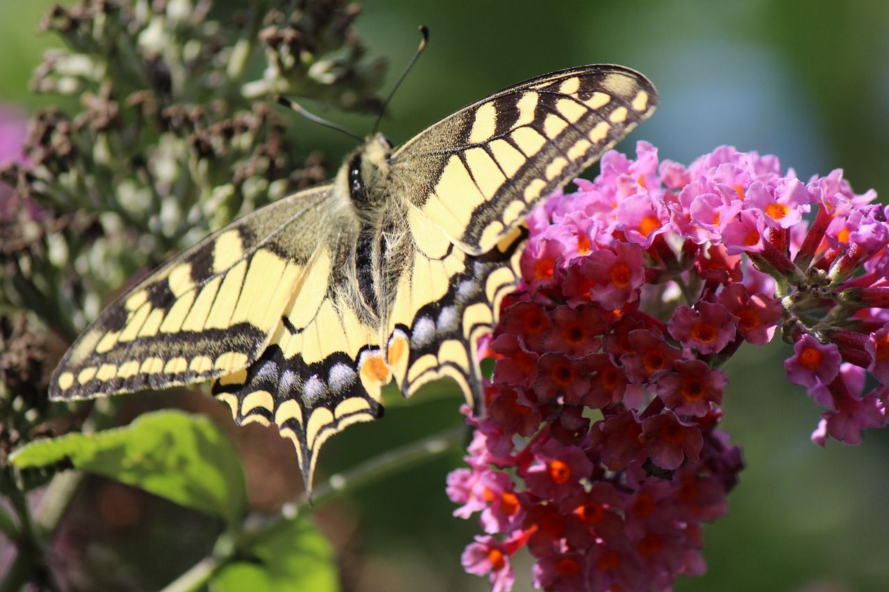 Blume mit einem Schmetterling