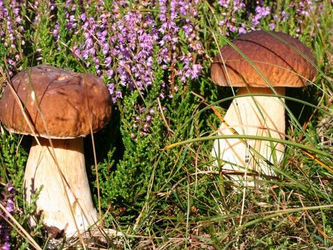 Zwei Steinpilze mitten in Erika