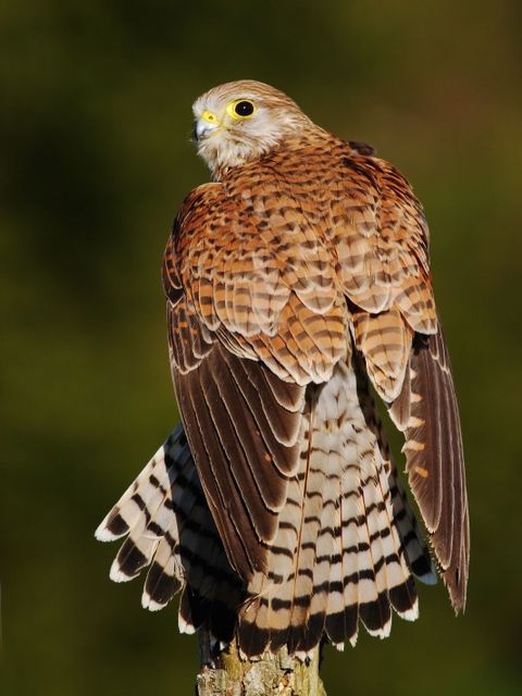 Turmfalke kleiner Greifvogel – Stockdatei 