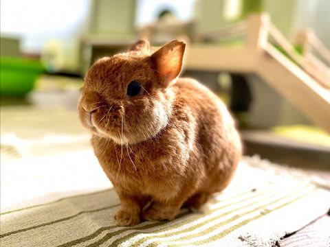 Kaninchen Pumuckl