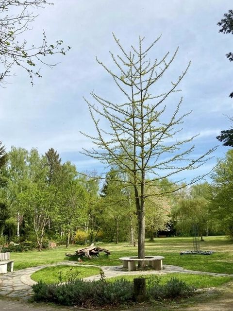 Ein Baum steht auf einem Friedhofspark