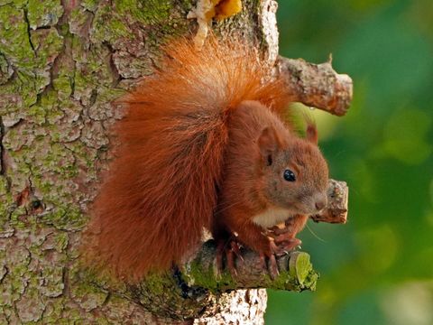 Eichhörnchen auf dem Baum