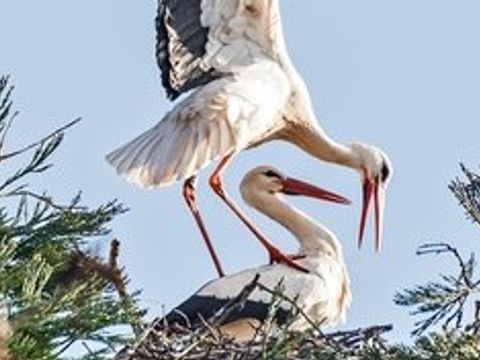 Zwei Störche auf ihrem Nest