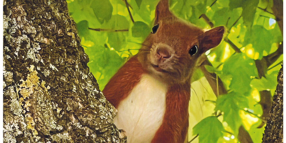 Rotes Eichhörnchen am Baumstamm
