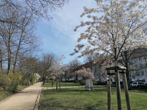 Blühende Kirschbäume im Anton-Saefkow-Park an der Greifswalder Straße