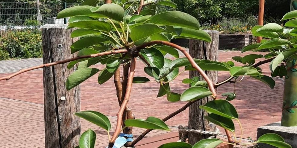 Ein Foto, das im Vordergrund einen Früchte tragenden jungen Birnbaum und im Hintergurnd eine Pflasterfläche des Garten der Begegnung zeigt