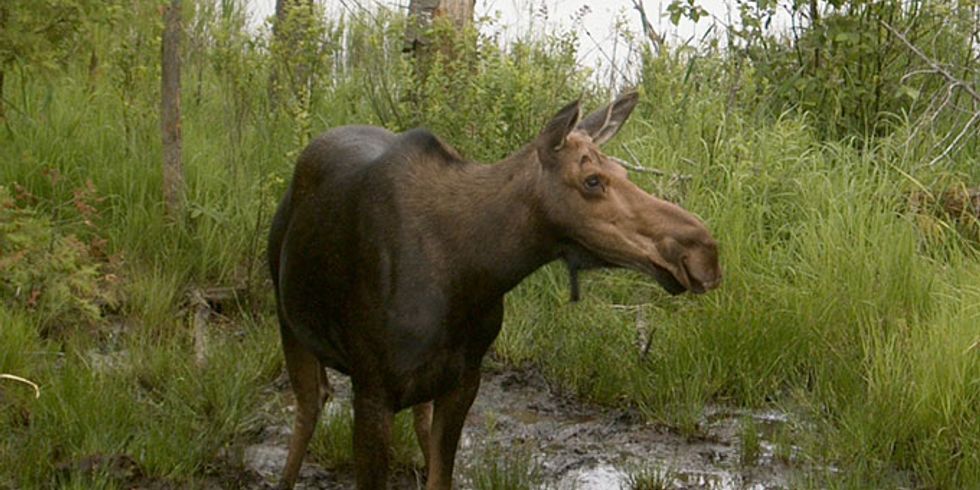 Ein Elch steht auf einer matschigen Wiese im Land Brandenburg