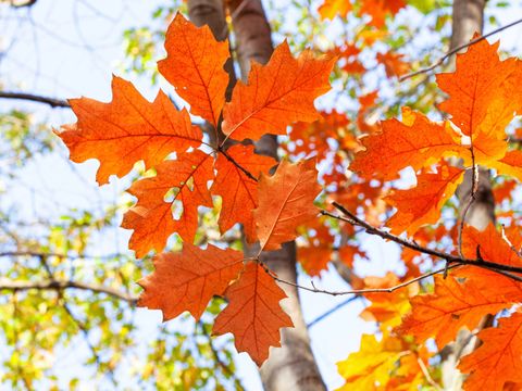 Bildvergrößerung: Amerikanische Roteiche (Quercus rubra)