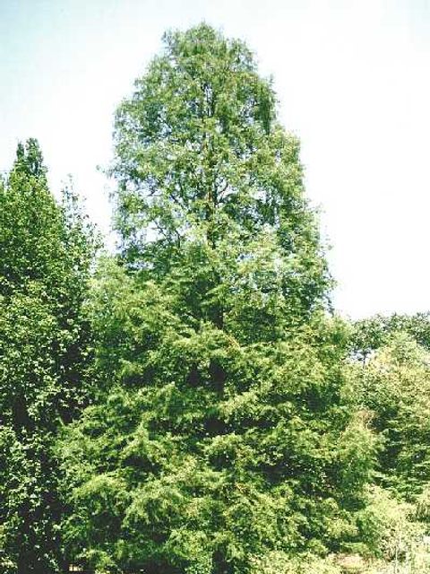 Sumpfzypresse - Sumpfzypressenbaum