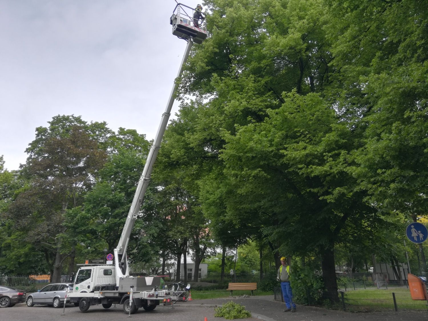 Branch removal in the crown area 