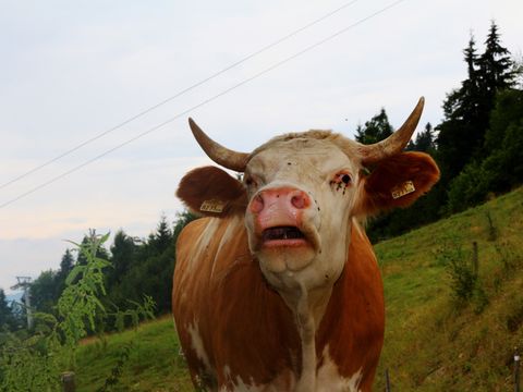 Eine Kuh auf der Weide