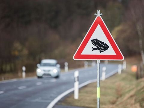 Warnschild zur Krötenwanderung am Straßenrand