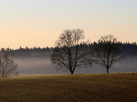 Eine Landschaft mit kahlen Bäumen und Bodennebel