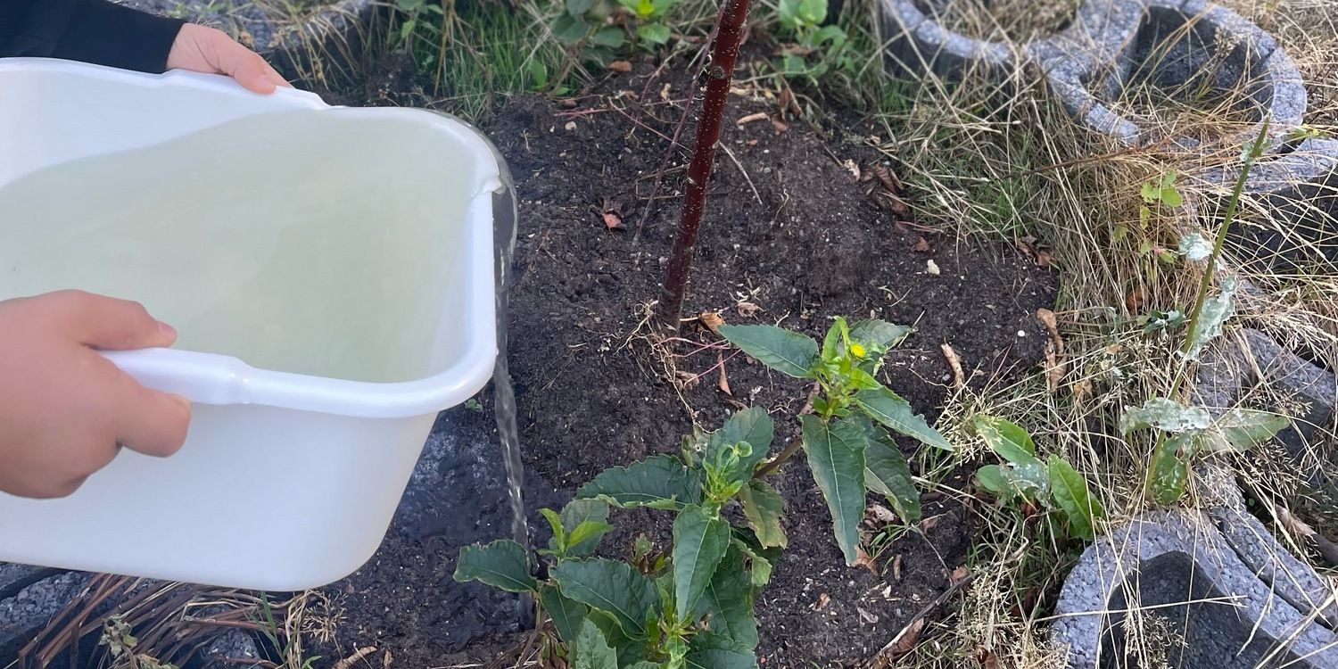 Schule am Berlinickeplatz: Grauwasser für den Schulhof