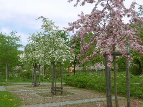 Blütenbäume im Hochzeitspark