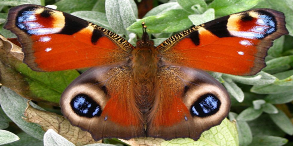 buehne Ein Tagpfauenauge (Schmetterling mit einem Muster auf den Flügeln die aussehen wie Augen) in Großaufnahme