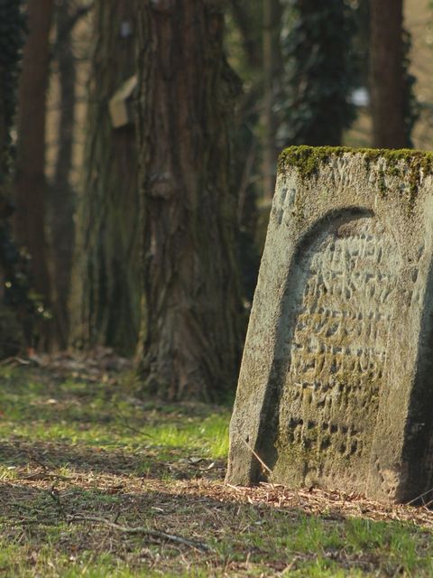 Grabstein mit jüdischer Inschrift in einem Wald, Lichtschein dringt von links auf den Grabstein und wirft Schatten.