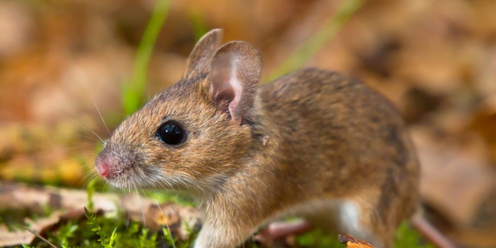 Maus auf dem Moos