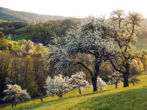 Birnbaumblüte im Mostviertel in Niederösterreich