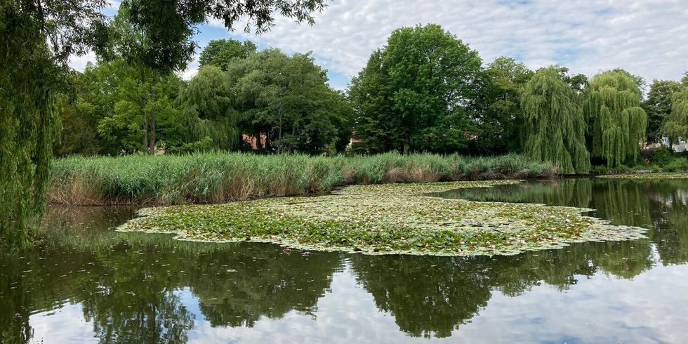 ein Teich, in dem sich die Bäume am Ufer spiegeln