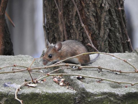 Bildvergrößerung: Gelbhalsmaus: Erfinderische Kiezbewohnerin besetzt im Winter gerne Vogel-Nisthilfen