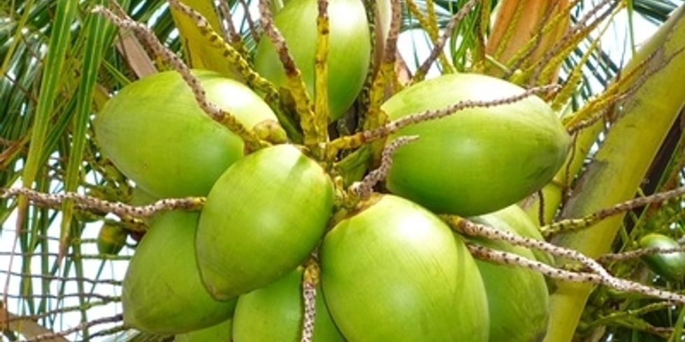 Grüne Kokonüsse an einem Baum