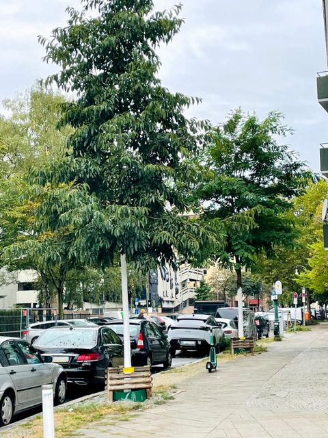 Bildvergrößerung: Alvenslebenstraße in Schöneberg / Tempelhof-Schöneberg, Alnus im Vordergrund (Alnus Spaethhii), im Hintergrund Robinie (Robinia pseudoacacia 'Sandraudiga'), gepflanzt: Herbst 2020