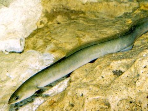 Enlarge photo: 10 Eel - Anguilla anguilla (Linnaeus, 1758)