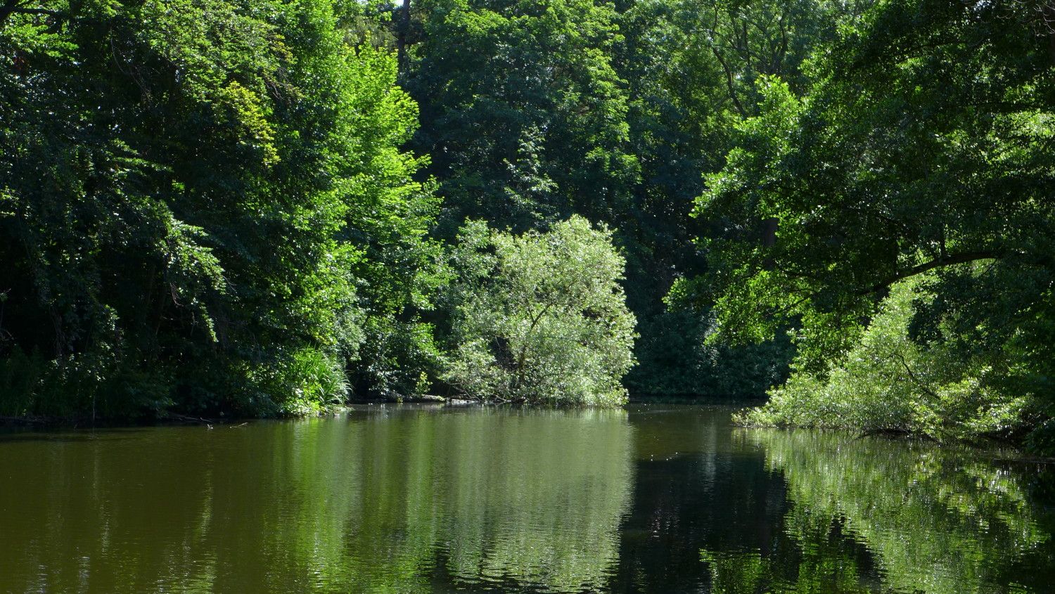 Möwensee im Volkspark Rehberge