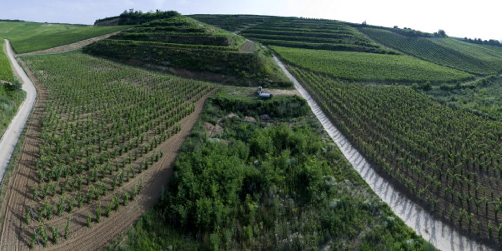 Eine Landschaft der Weinberge bei Villany