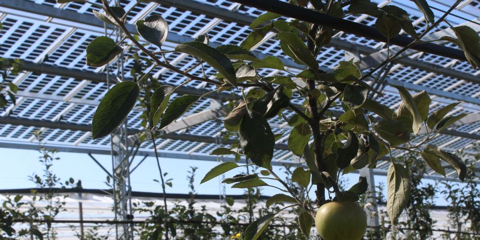 Obstbäume die unter einer Photovoltaikanlage stehen.