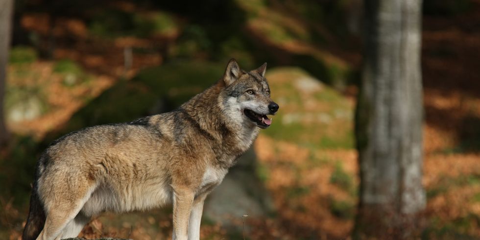 Wolf im Wald