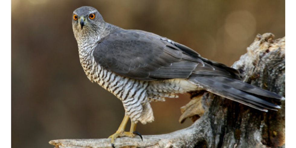 Habicht (accipiter gentilis)